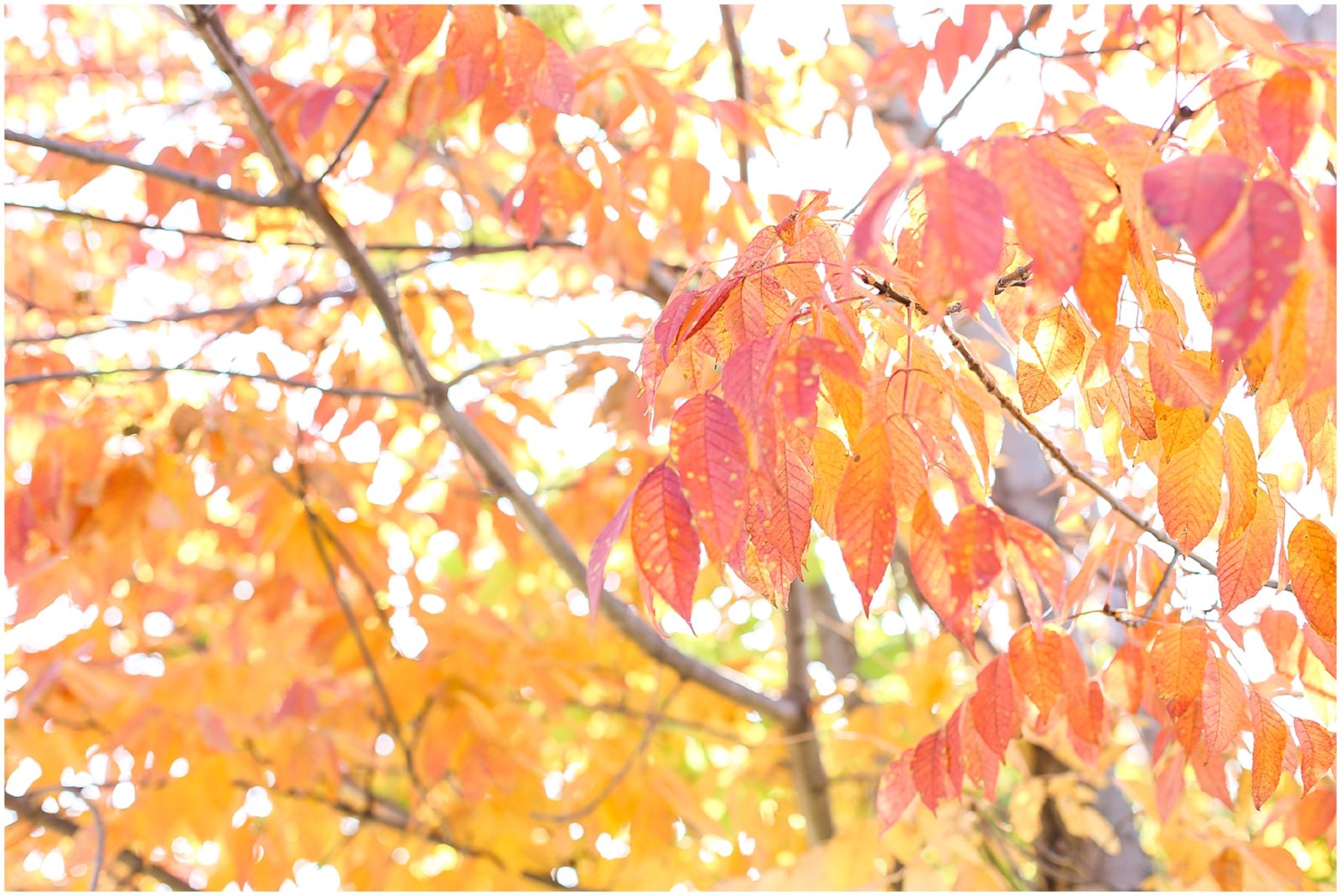 fall colors in kansas city - Indian Pakistani Wedding in Kansas City - Olathe Community Center - Indian Wedding Reception by Kiran Decor- Photography by Mariam - KC Wedding Photographer