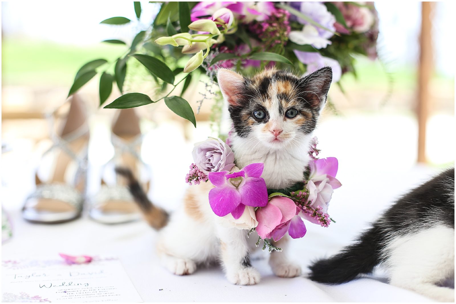 1890 WEDDING VENUE - EIGHTEEN NINETY - THE FIELDS AT 1890 - WEDDING PHOTOGRAPHY BY MARIAM SAIFAN - KANSAS CITY WEDDING FLORIST - INSPIRATIONAL WEDDING FLOWERS - DESTINATION WEDDING PHOTOGRAPHER - CUTE CAT WITH FLOWER CROWN
