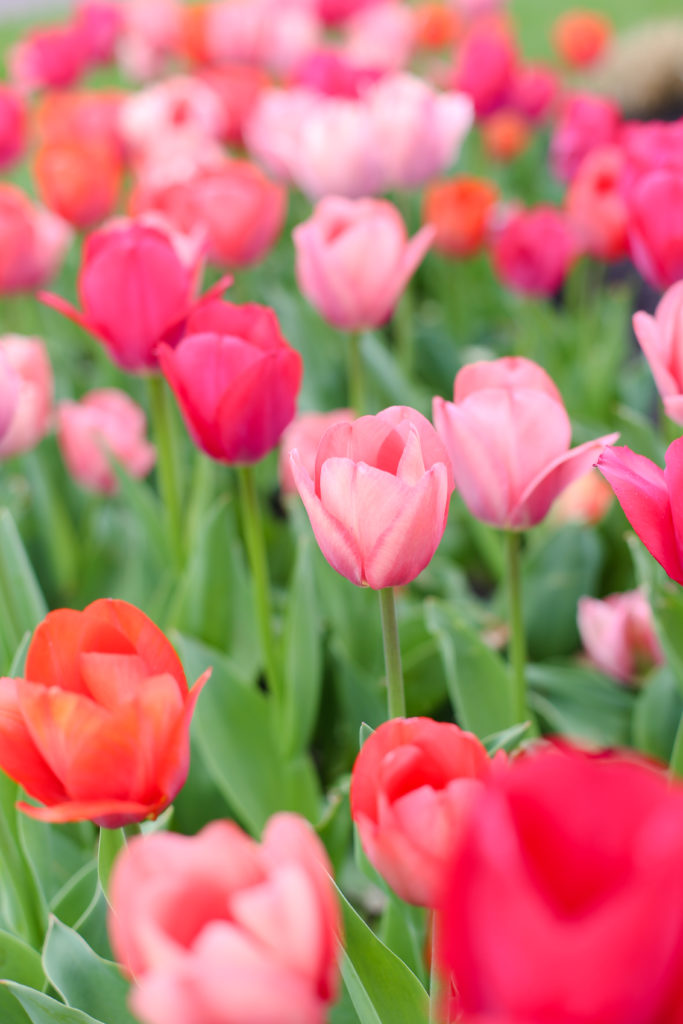 pink spring tulips in overland park 