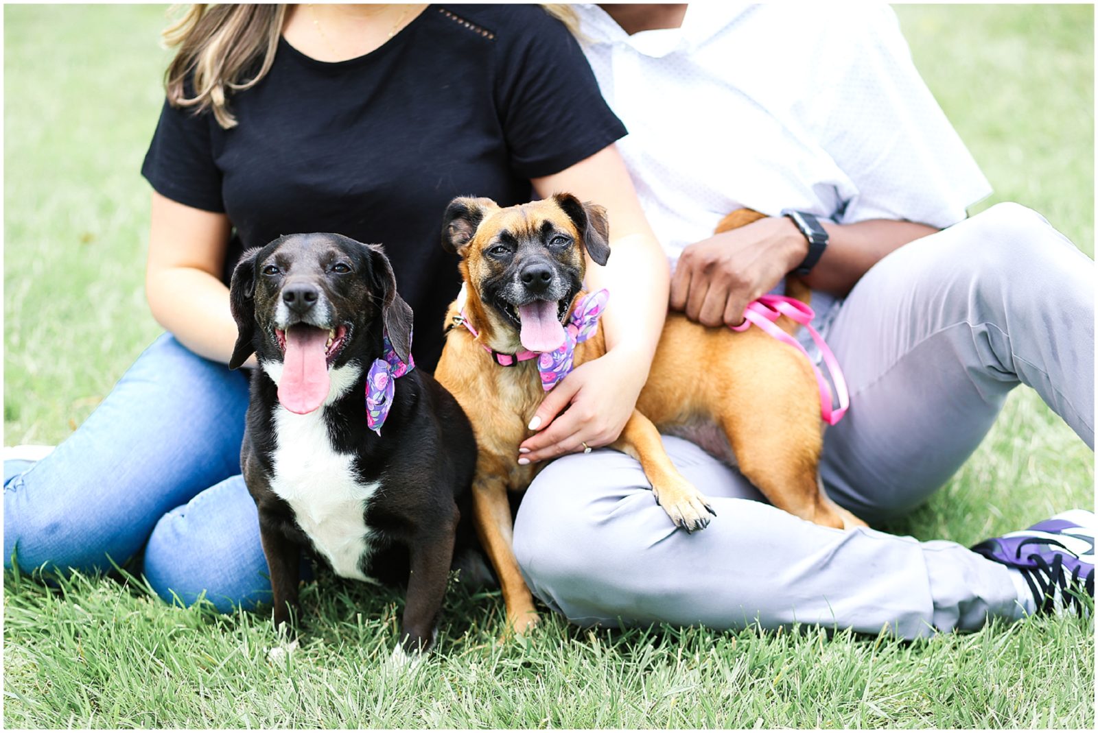puppies at engagement session 