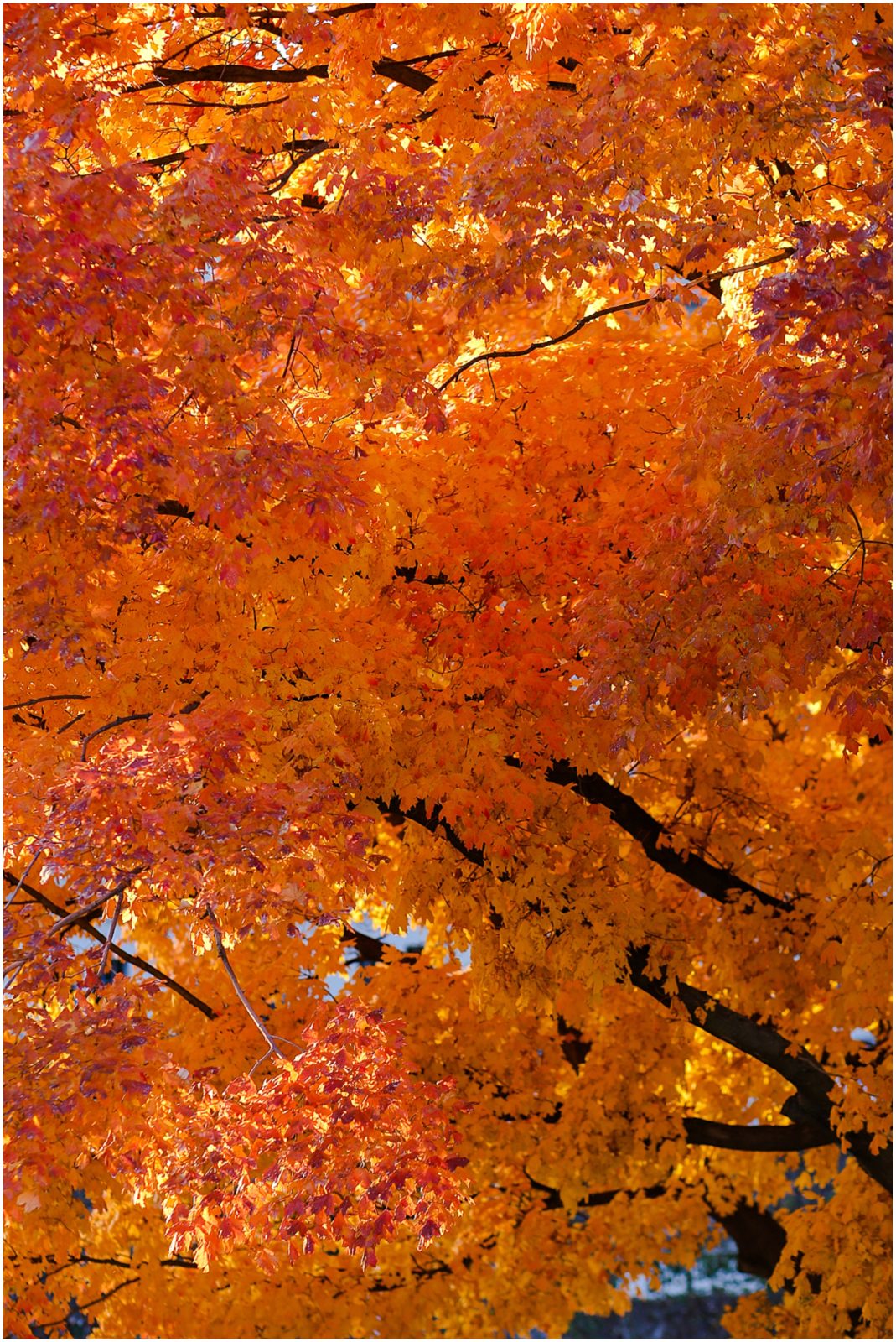 orange fall tree