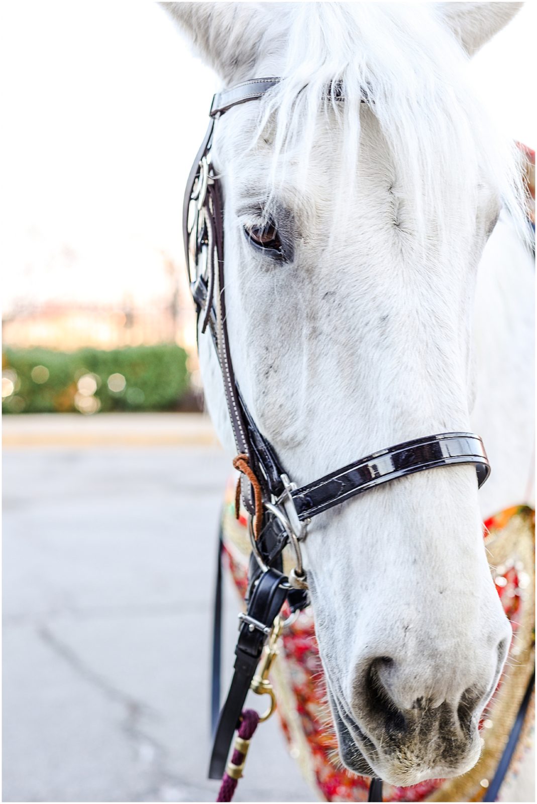 horse - indian baraat