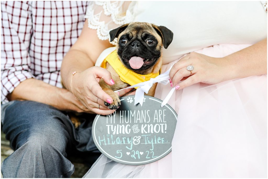 dog in engagement photos 