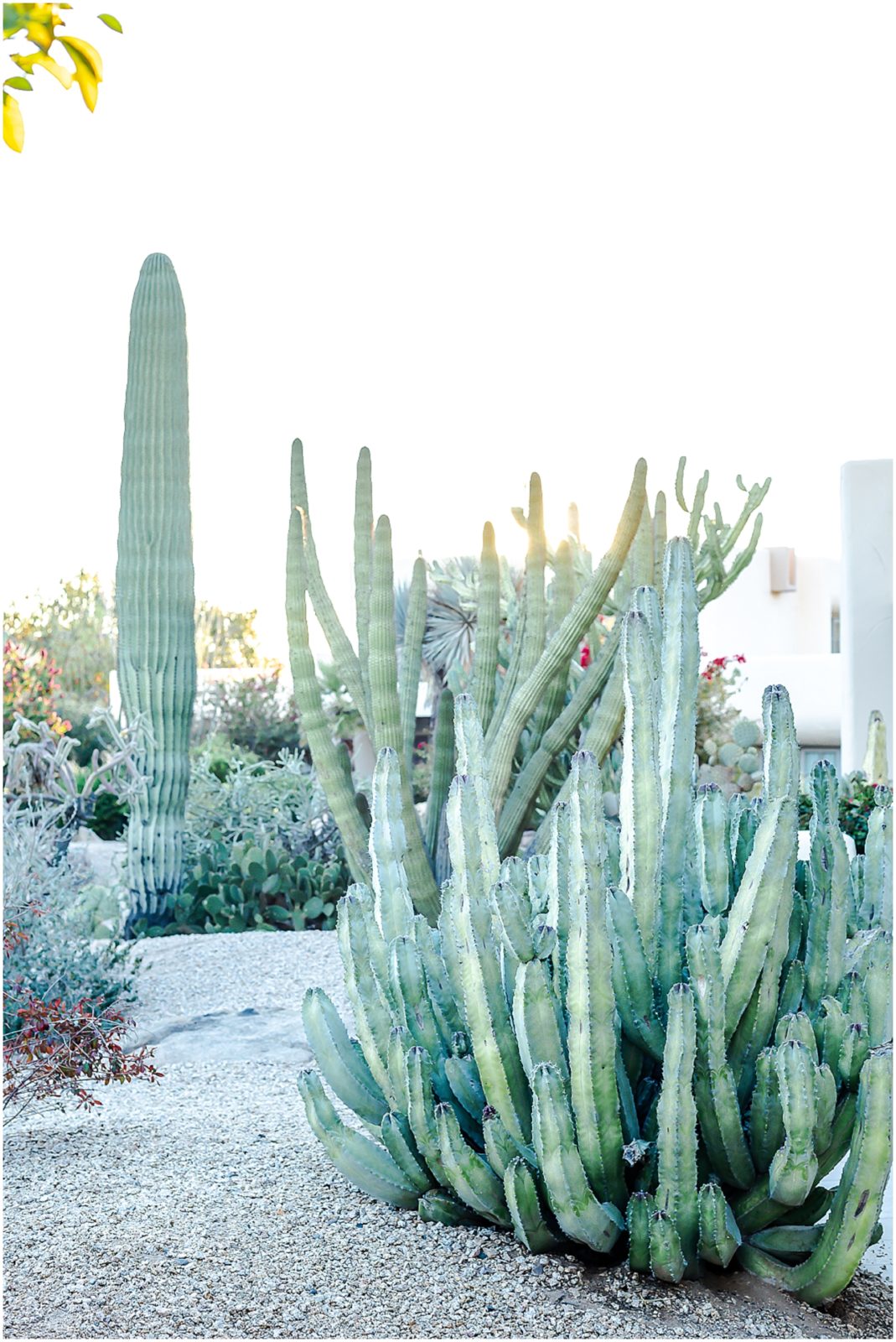 Wedding Photographer in Scottsdale Arizona | Wedding Photography in Phoenix Arizona | Elopement Wedding Photographer in Sedona Arizona | Kansas City Wedding Photographer Mariam Saifan Photography | Where to get married in Arizona | Wedding Venues in Arizona | Scottsdale Wedding Venues | Paradise Valley | JW Marriott | Ritz Carlton | Desert Botanical Garden Engagement Photos | Omni Scottsdale Wedding Photographer